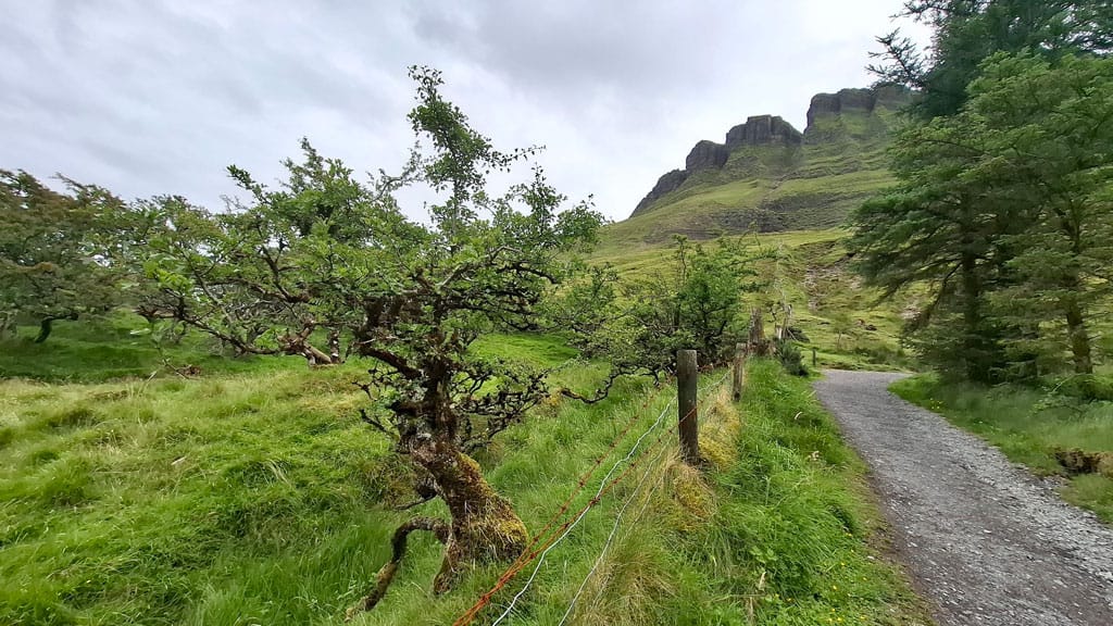 Foto di uno scorcio del Benbulben Forest Walk Benbulben Forest Walk