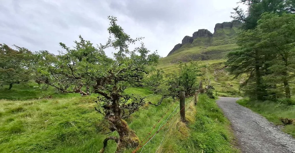 Benbulben Fores Walk